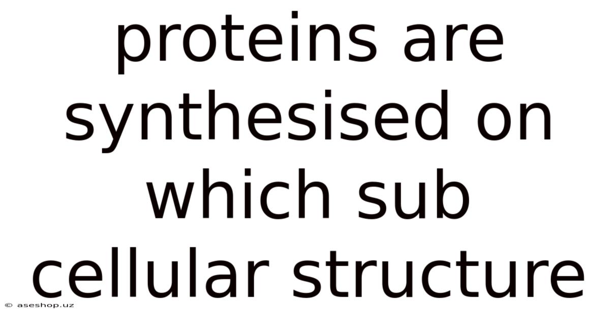 Proteins Are Synthesised On Which Sub Cellular Structure