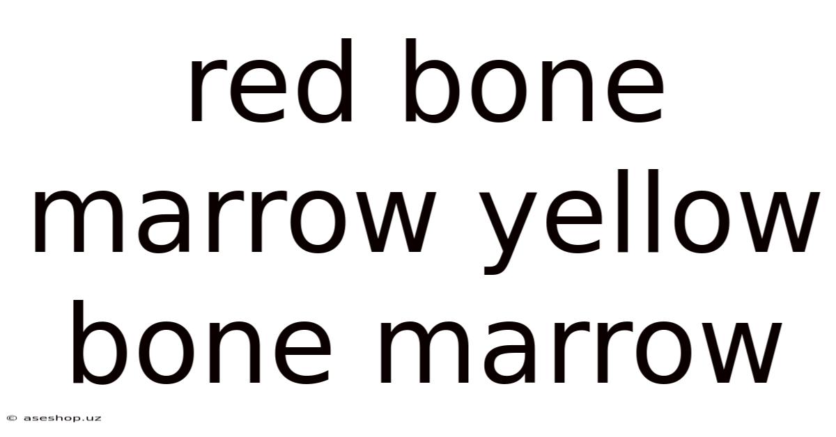 Red Bone Marrow Yellow Bone Marrow