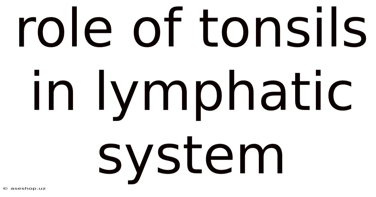 Role Of Tonsils In Lymphatic System