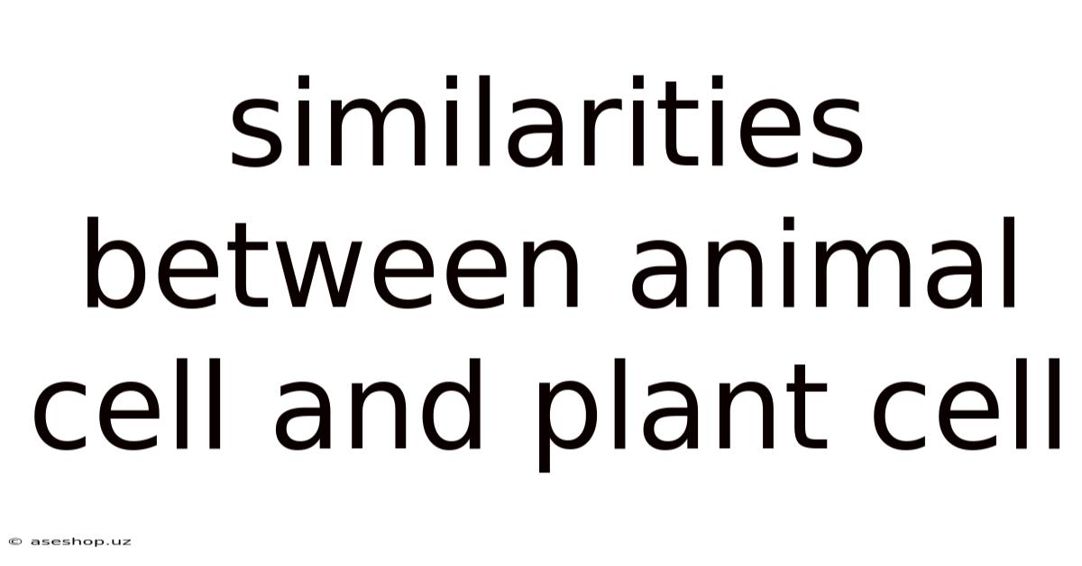Similarities Between Animal Cell And Plant Cell