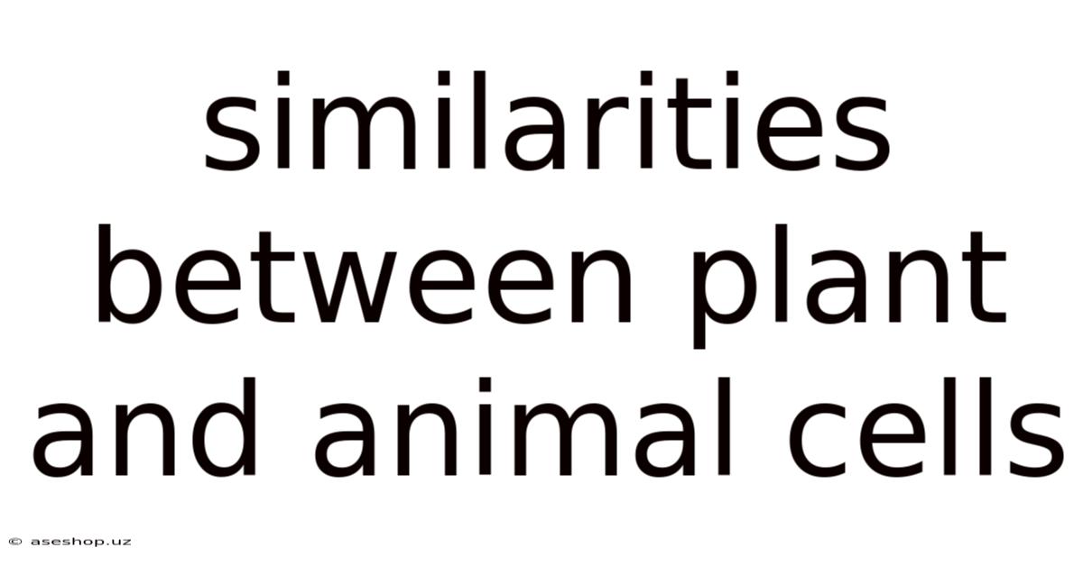 Similarities Between Plant And Animal Cells