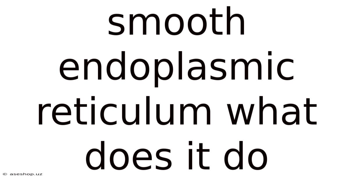 Smooth Endoplasmic Reticulum What Does It Do