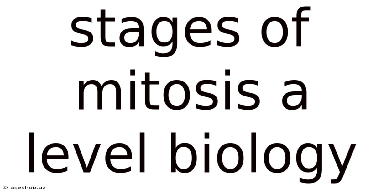 Stages Of Mitosis A Level Biology