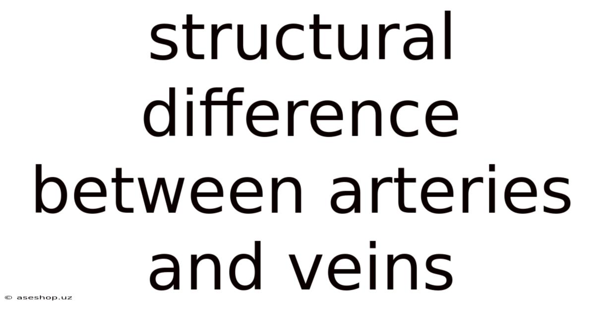 Structural Difference Between Arteries And Veins