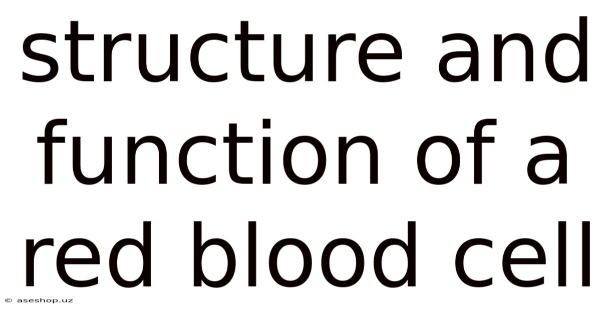 Structure And Function Of A Red Blood Cell