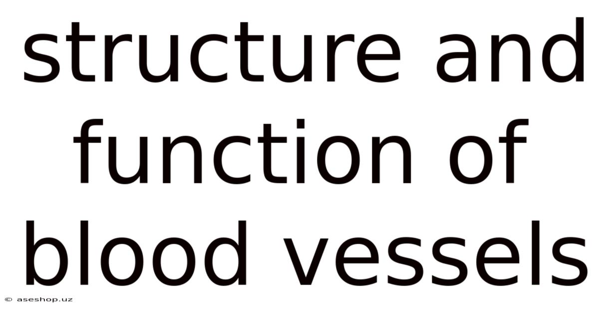 Structure And Function Of Blood Vessels