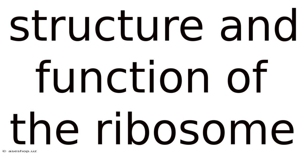 Structure And Function Of The Ribosome