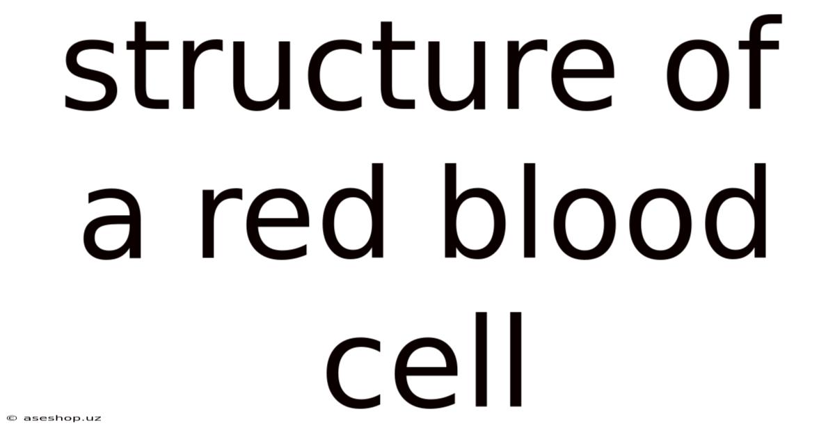 Structure Of A Red Blood Cell