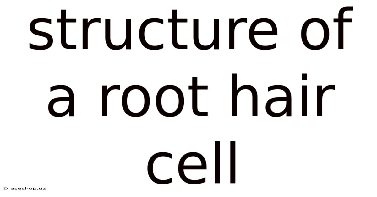 Structure Of A Root Hair Cell