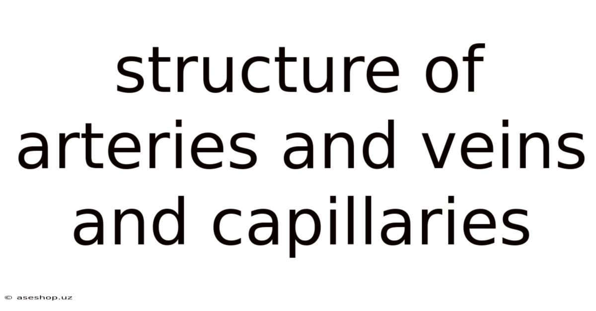 Structure Of Arteries And Veins And Capillaries