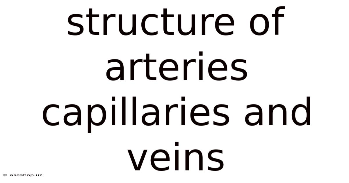 Structure Of Arteries Capillaries And Veins