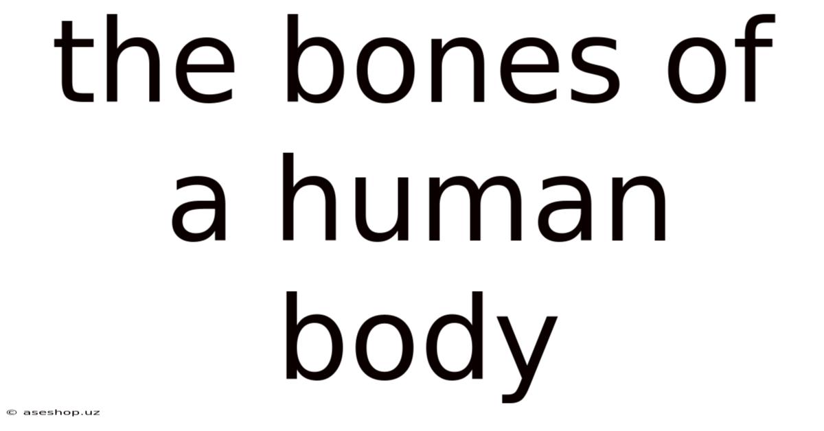 The Bones Of A Human Body