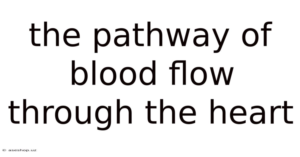 The Pathway Of Blood Flow Through The Heart