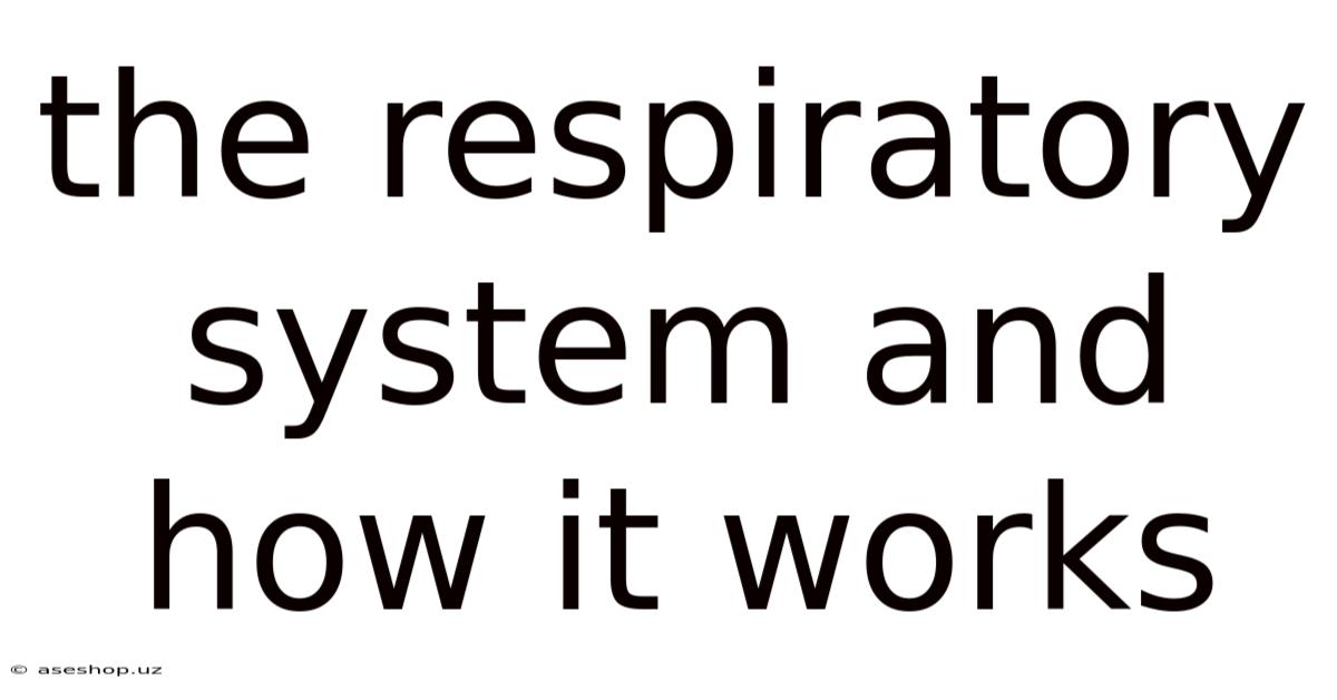The Respiratory System And How It Works