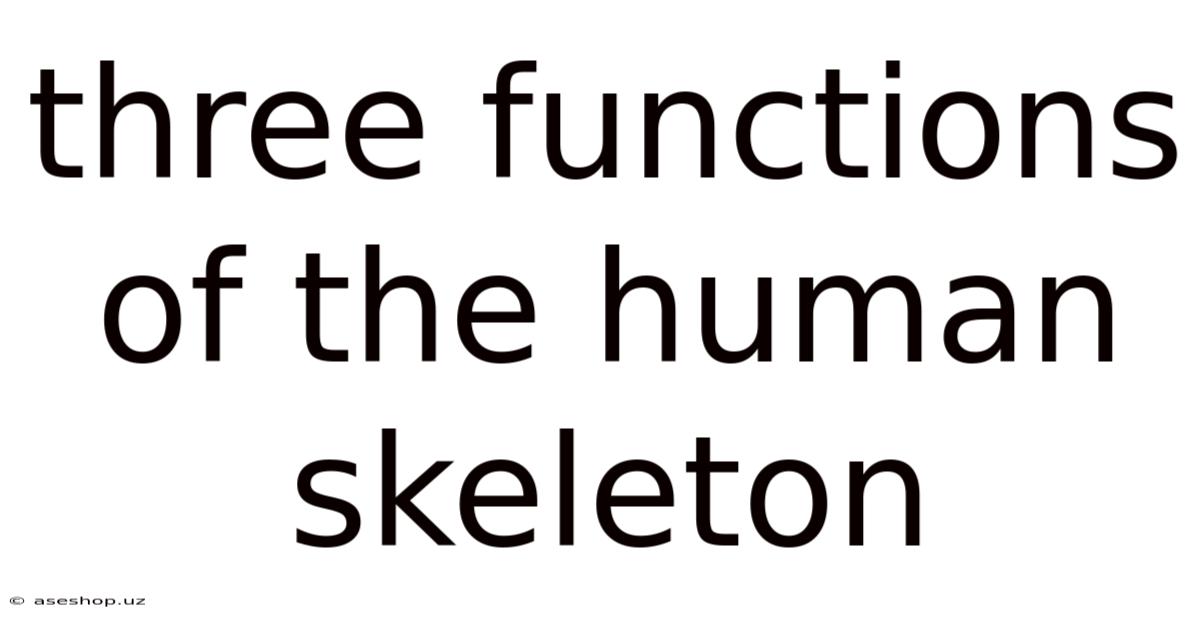 Three Functions Of The Human Skeleton