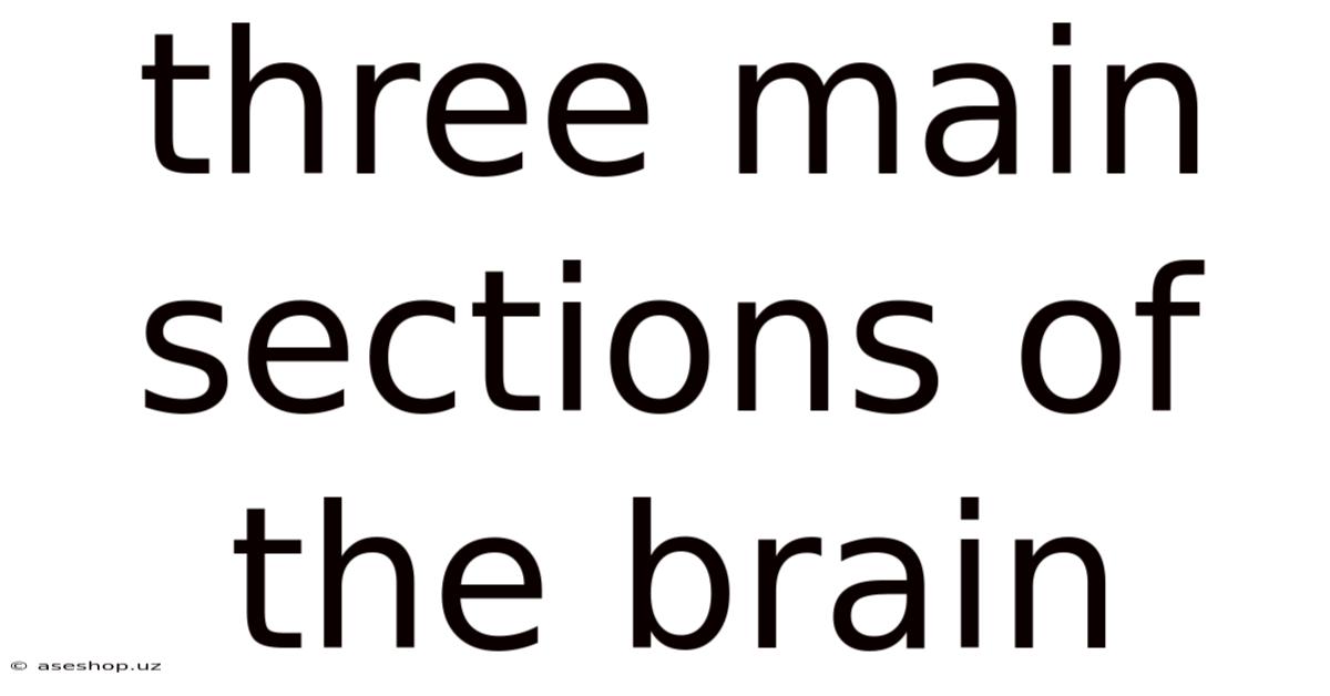Three Main Sections Of The Brain