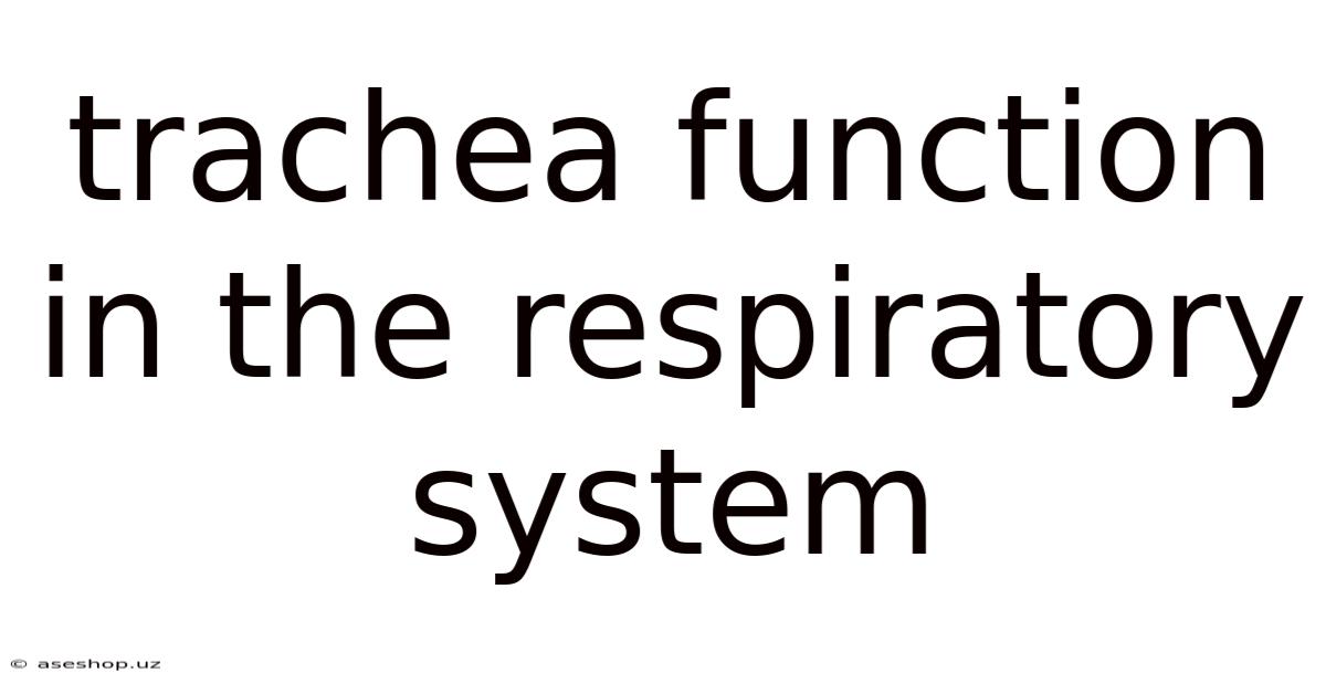 Trachea Function In The Respiratory System