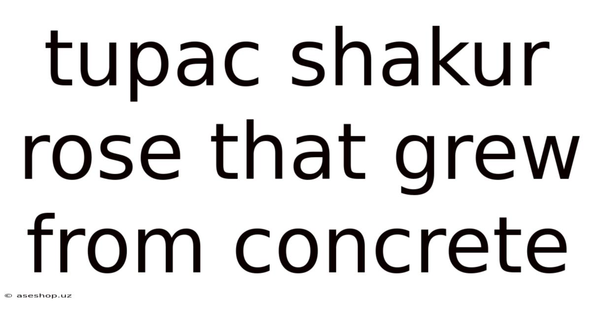 Tupac Shakur Rose That Grew From Concrete