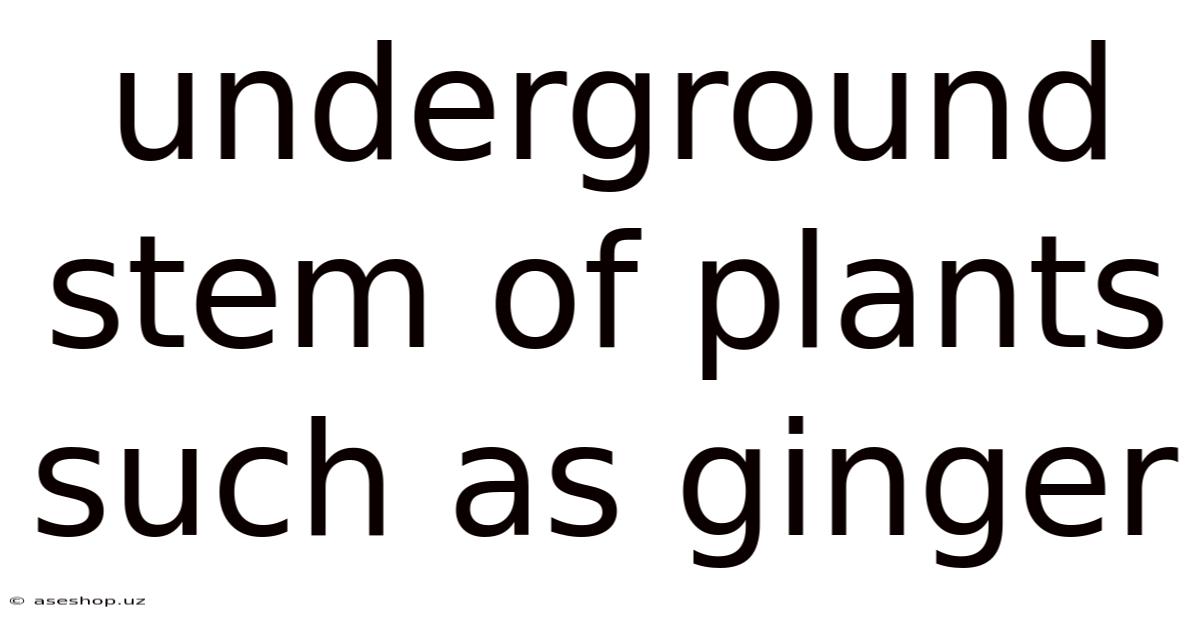 Underground Stem Of Plants Such As Ginger