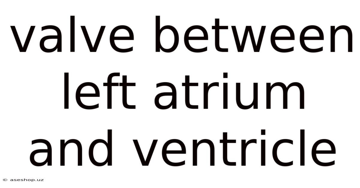 Valve Between Left Atrium And Ventricle