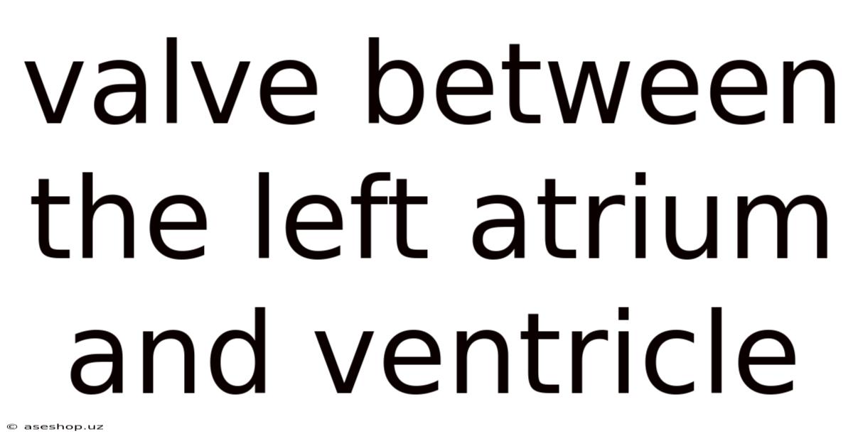 Valve Between The Left Atrium And Ventricle