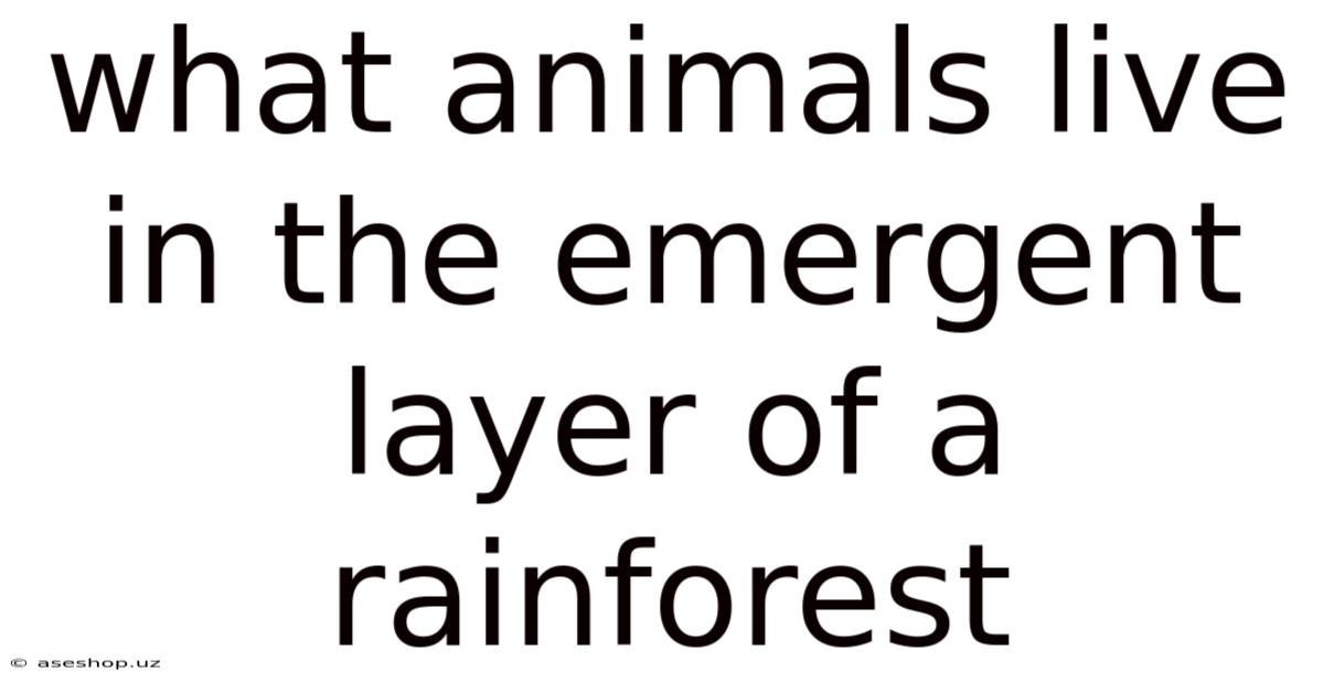 What Animals Live In The Emergent Layer Of A Rainforest