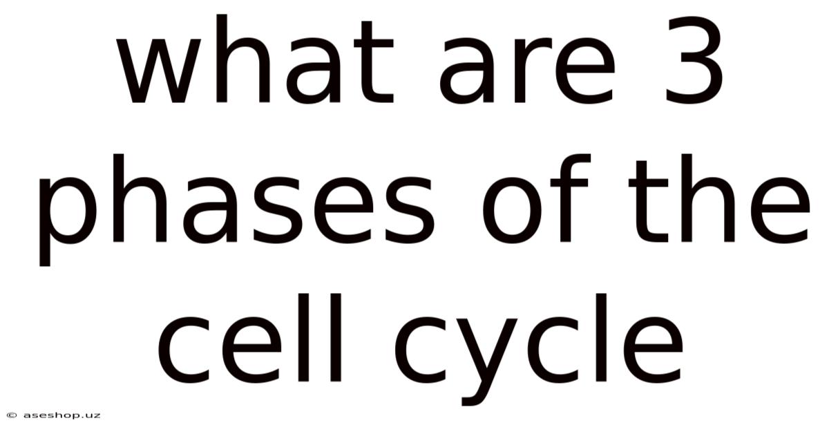 What Are 3 Phases Of The Cell Cycle