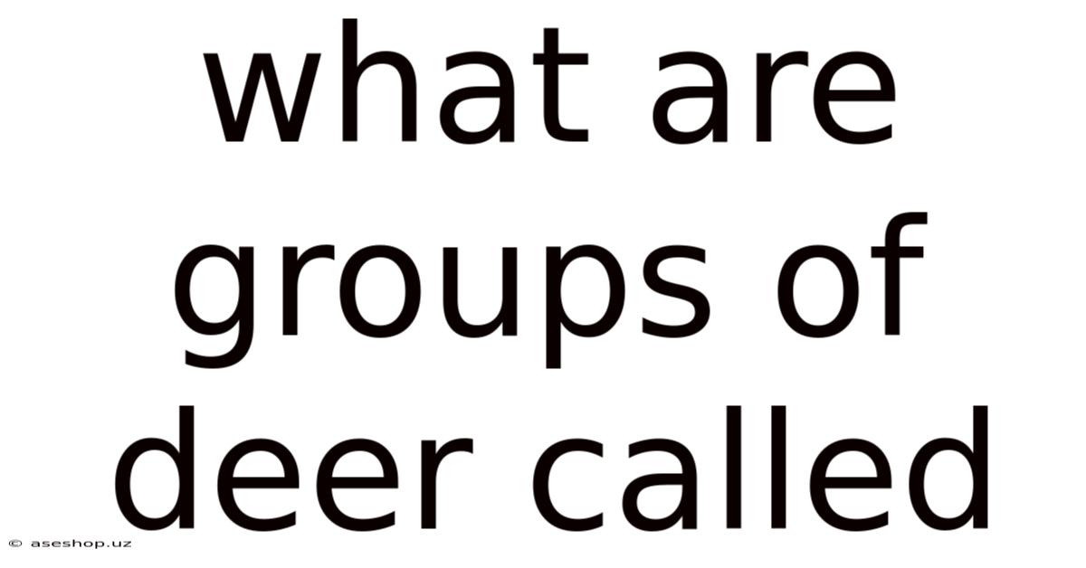 What Are Groups Of Deer Called