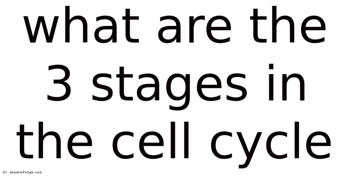 What Are The 3 Stages In The Cell Cycle