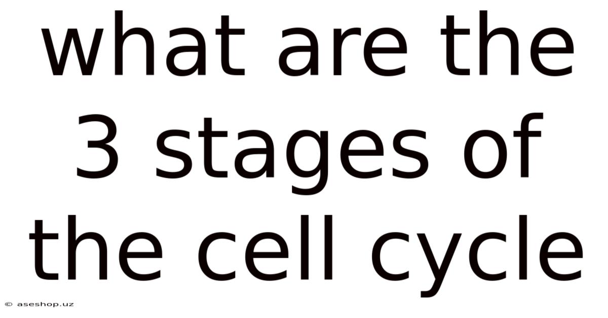 What Are The 3 Stages Of The Cell Cycle