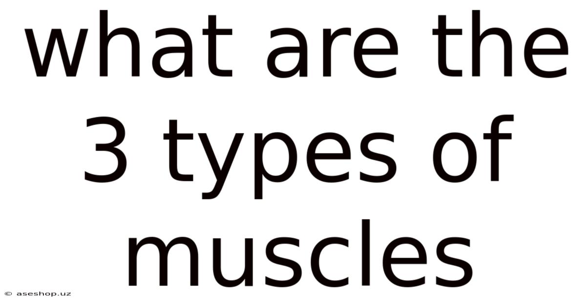 What Are The 3 Types Of Muscles