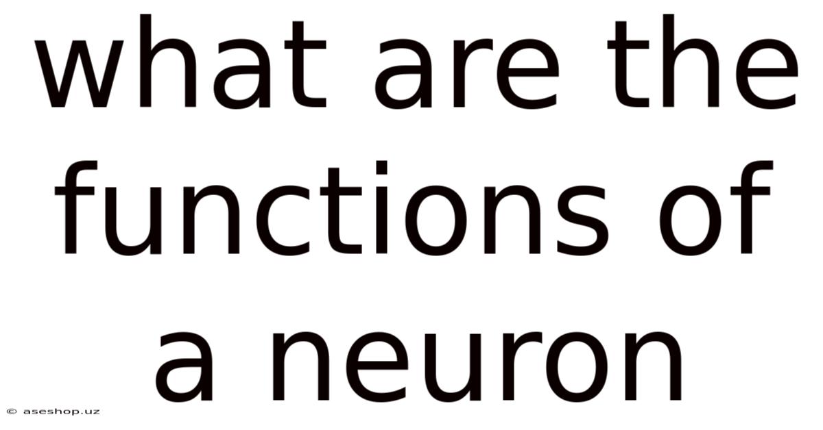 What Are The Functions Of A Neuron