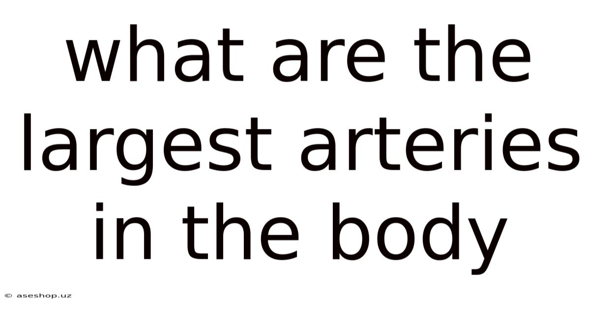 What Are The Largest Arteries In The Body