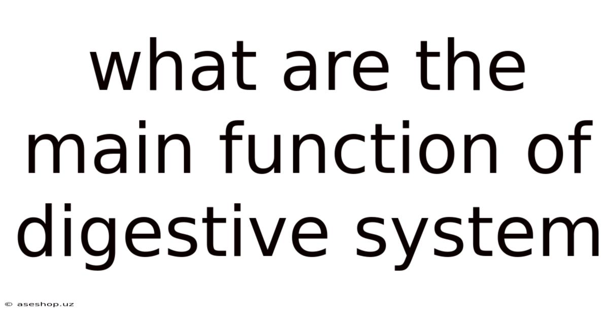 What Are The Main Function Of Digestive System