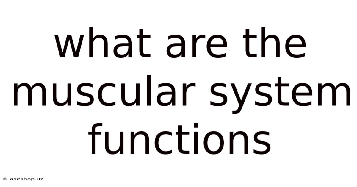 What Are The Muscular System Functions