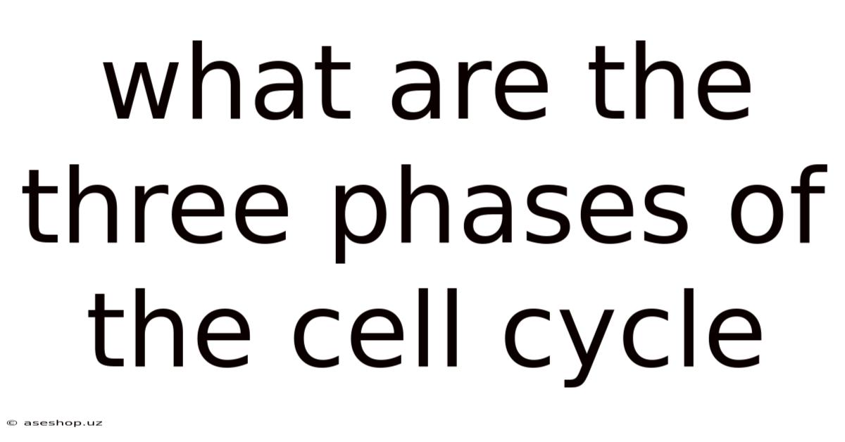 What Are The Three Phases Of The Cell Cycle