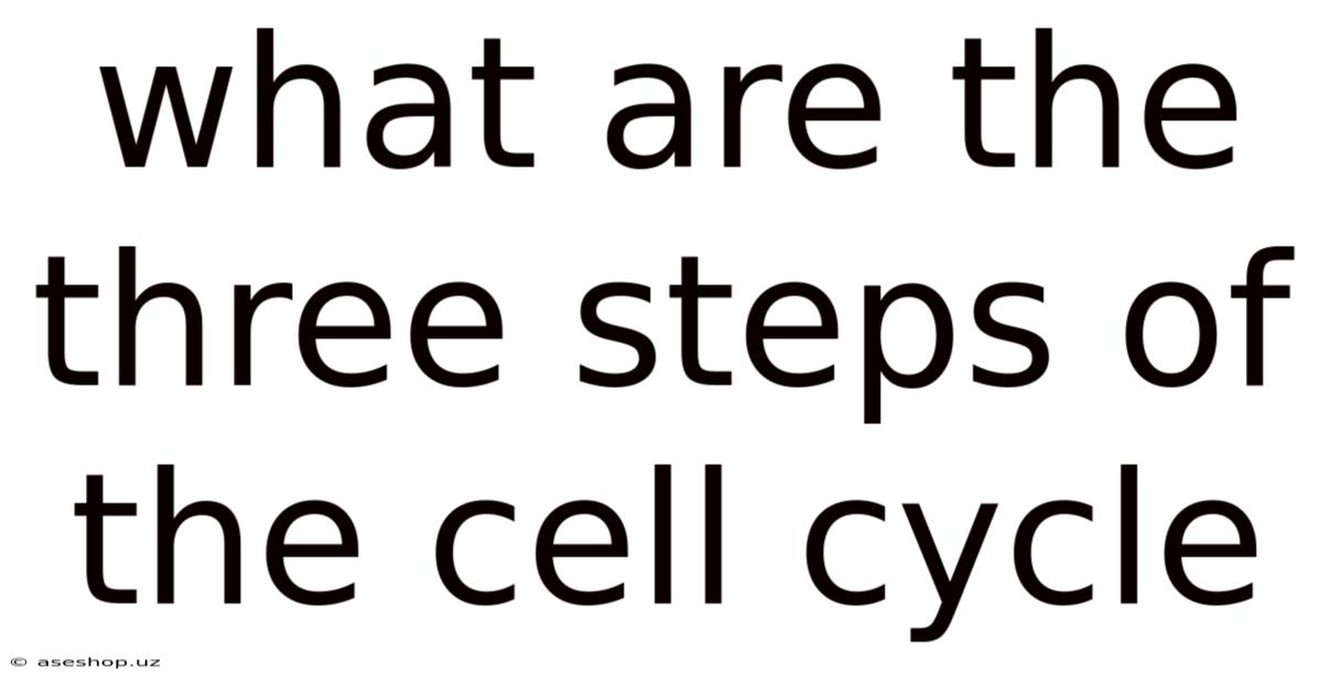 What Are The Three Steps Of The Cell Cycle