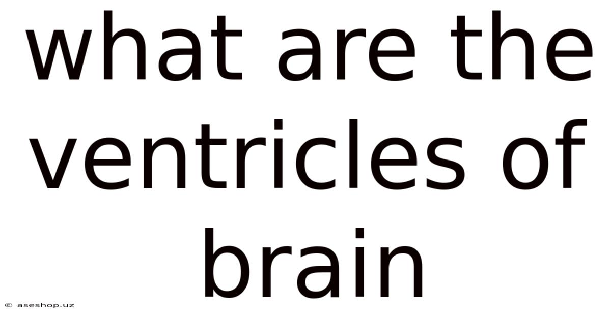 What Are The Ventricles Of Brain