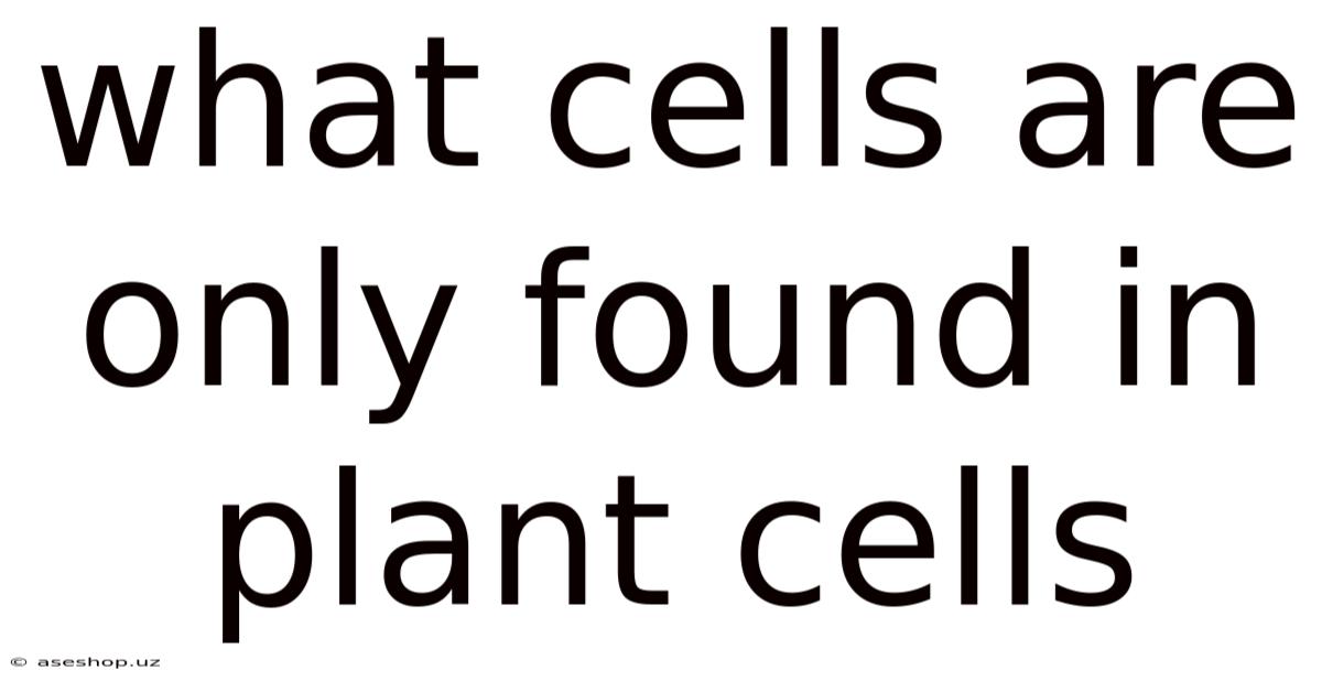 What Cells Are Only Found In Plant Cells