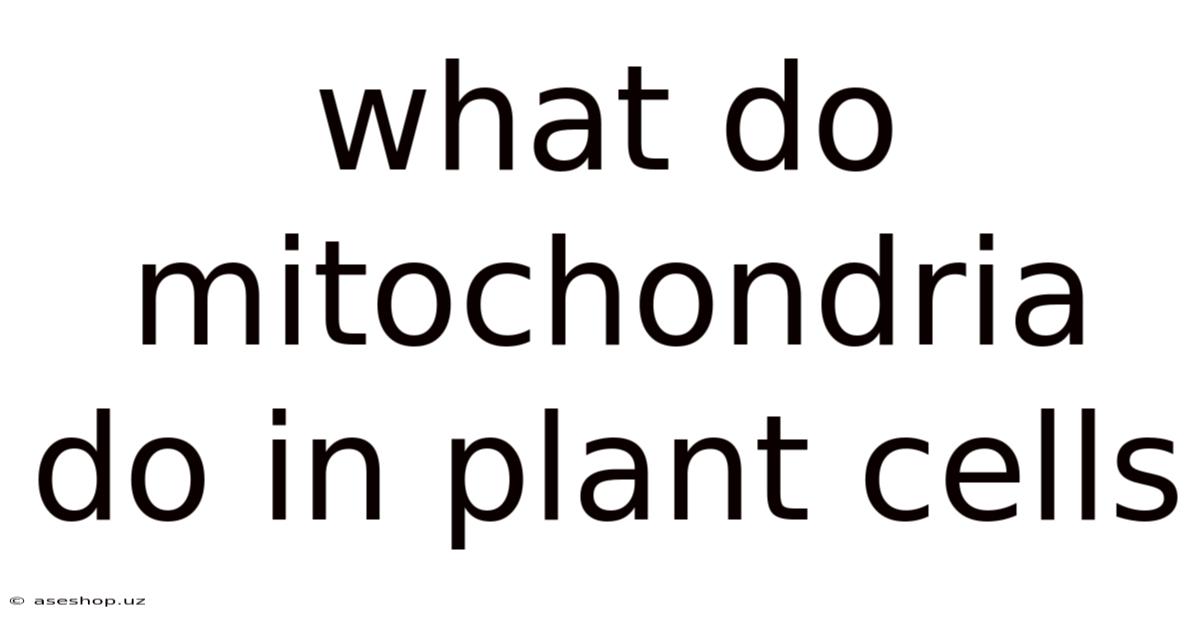What Do Mitochondria Do In Plant Cells