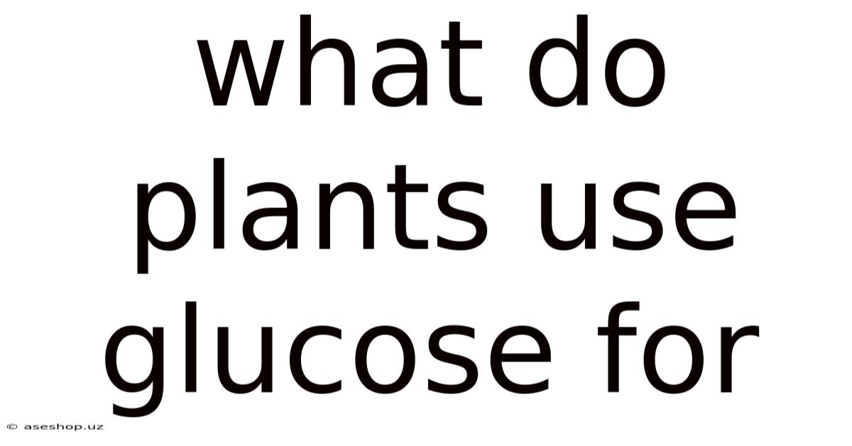 What Do Plants Use Glucose For
