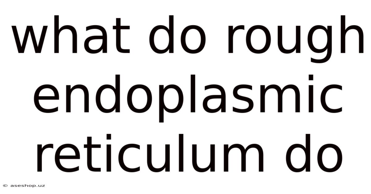 What Do Rough Endoplasmic Reticulum Do