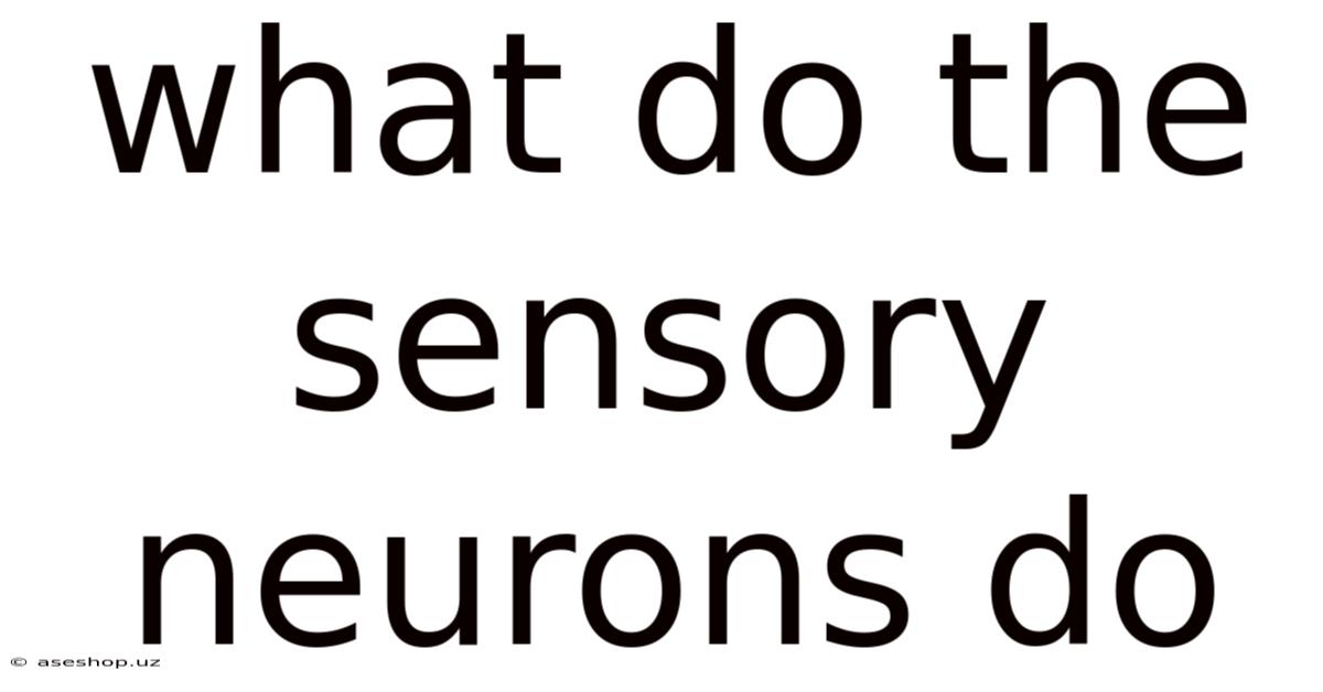 What Do The Sensory Neurons Do