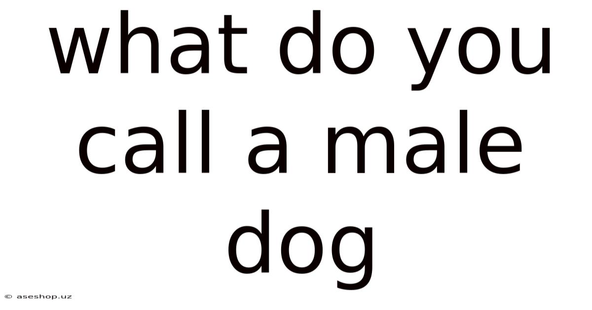 What Do You Call A Male Dog