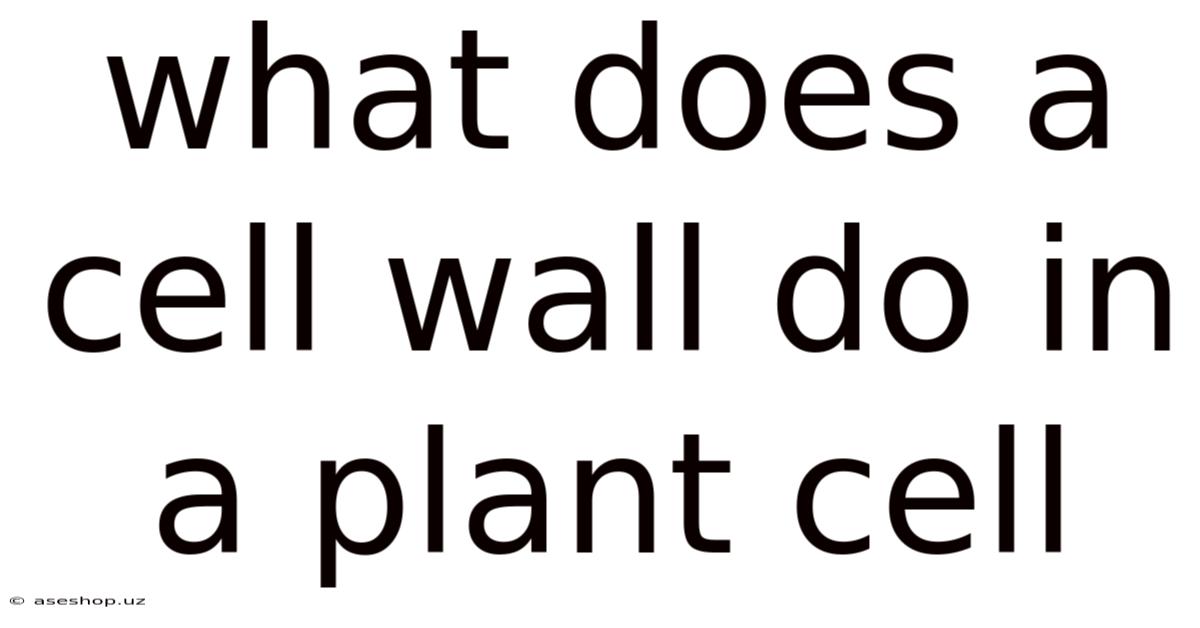 What Does A Cell Wall Do In A Plant Cell