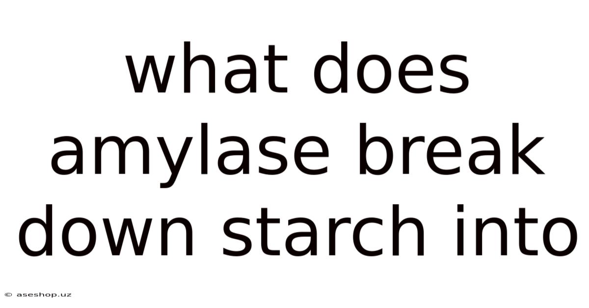 What Does Amylase Break Down Starch Into