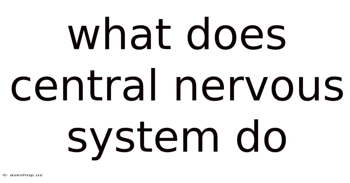 What Does Central Nervous System Do