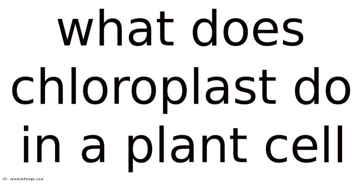 What Does Chloroplast Do In A Plant Cell