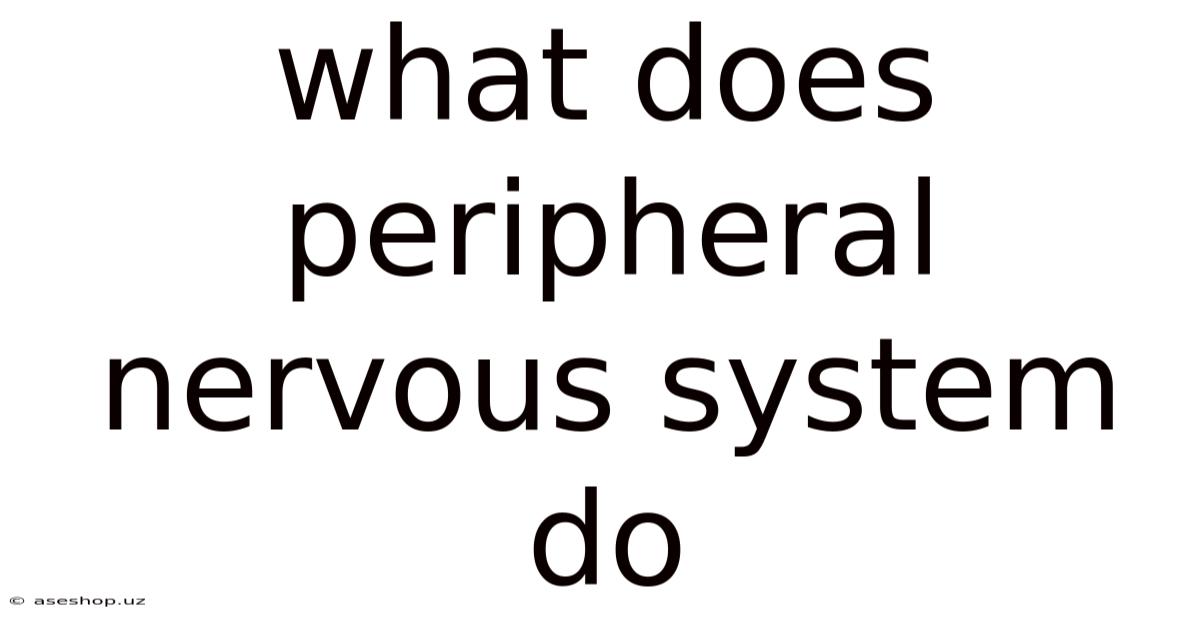 What Does Peripheral Nervous System Do