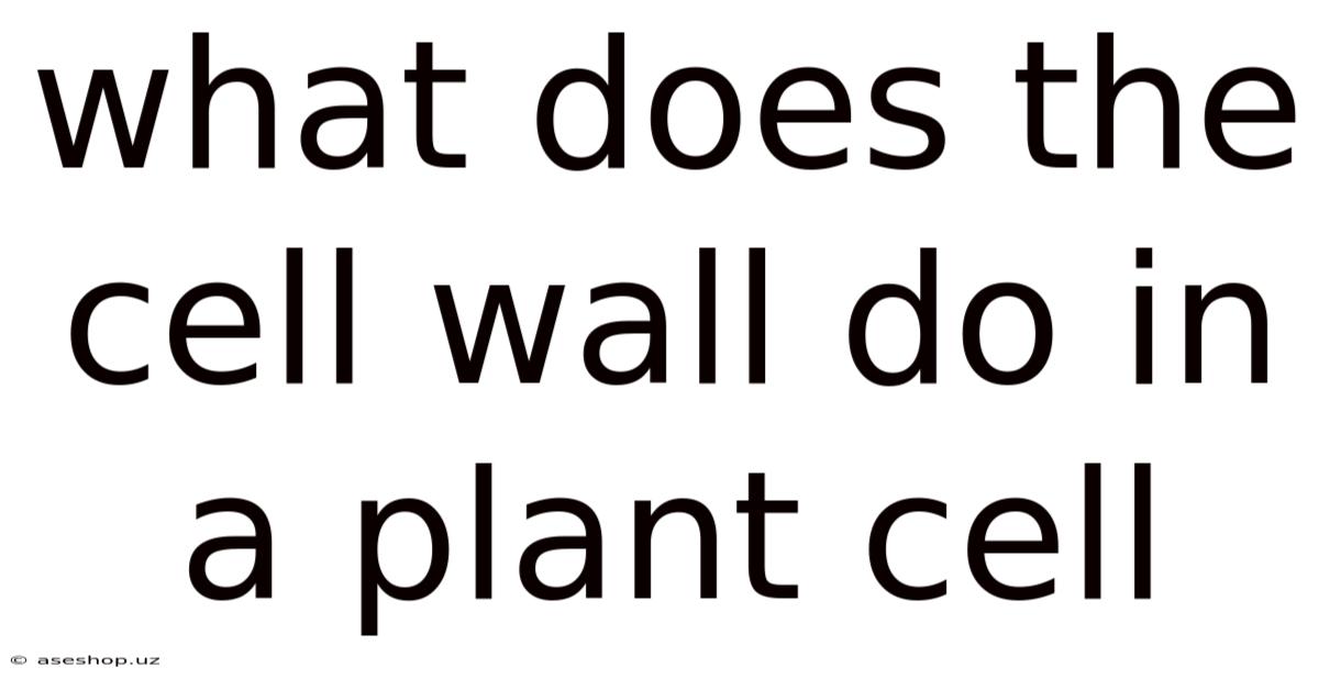 What Does The Cell Wall Do In A Plant Cell